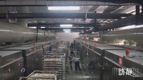 遵义 小菌菇打开大市场